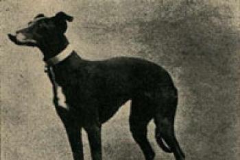 Уиппет собака описание. Уиппет: фото и описание. История происхождения породы