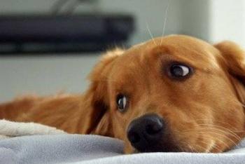 Почему собаку рвет после еды непереваренной пищей и как ей помочь Поела жареной собаки теперь хочу